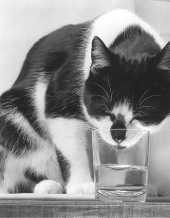 Ask A Vet: Is It Safe to Drink From the Same Water Glass As My Cat?