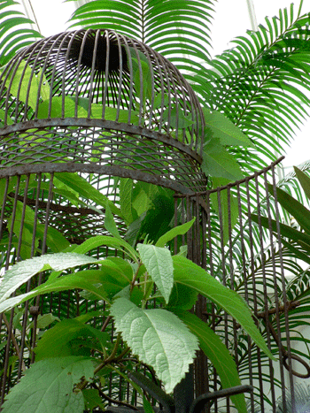 Get Down With Killer Plants at The SF Conservatory of Flowers' After Hours