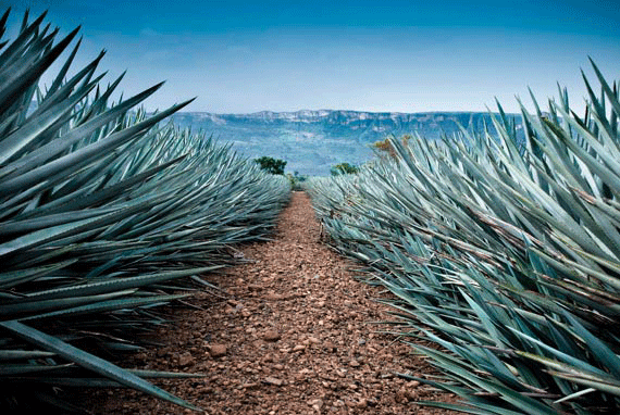 Tequila Brands Raise the Bar, Connecting SF and Mexico