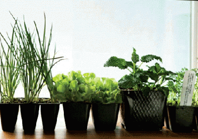 Dishing the Dirt: The Plant It Yourself Movement Is Growing Like a Weed