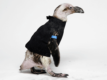 Sleep Over at the Cal Academy of Sciences with the Penguins