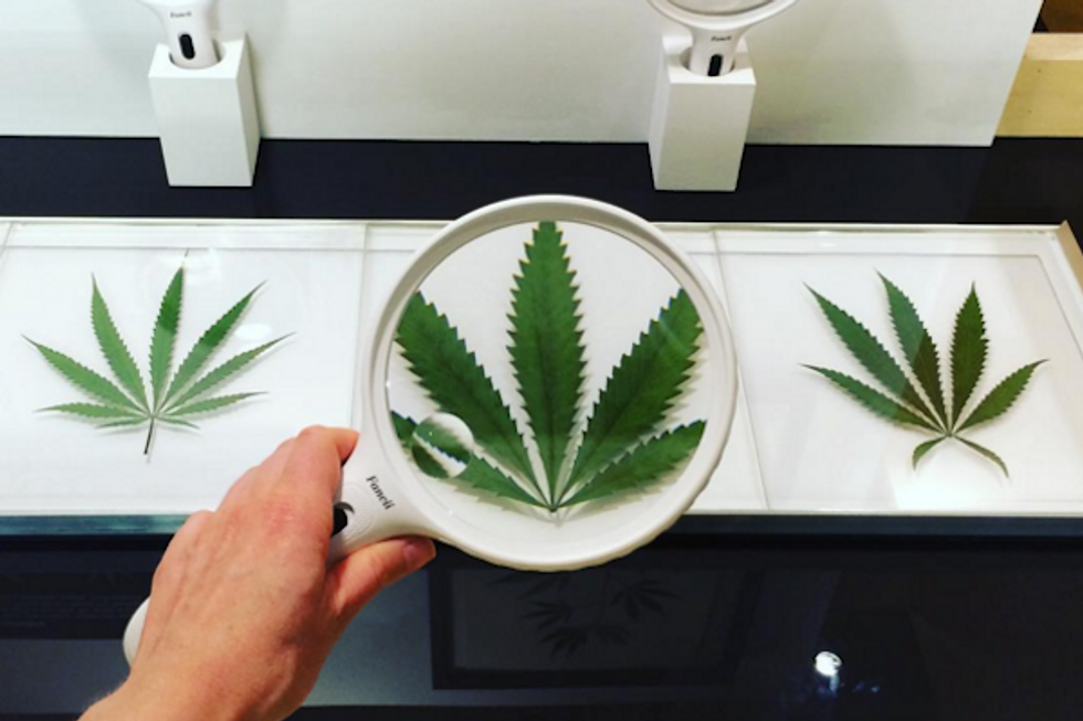 Sneak Preview: Inside Oakland Museum’s 'Altered State' Mega-Marijuana Exhibition