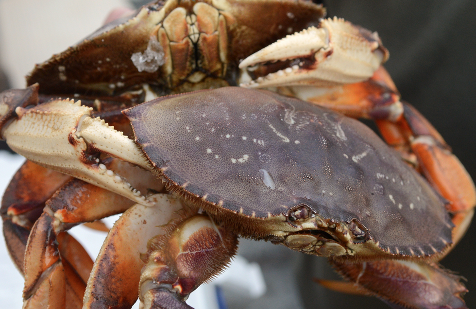Crab, Wine and Beer Make The Ultimate Mendocino Weekend
