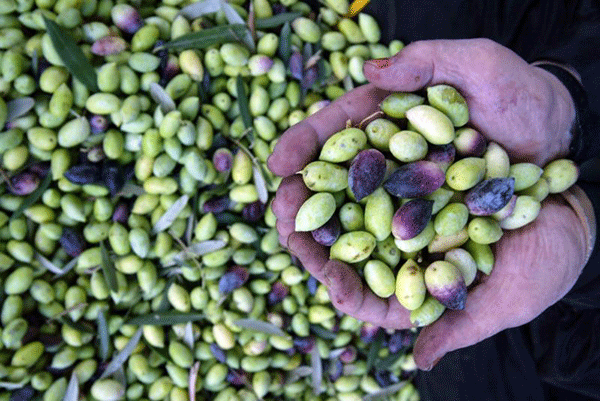 Love Olives? Head to These Olive Festivals in November + December