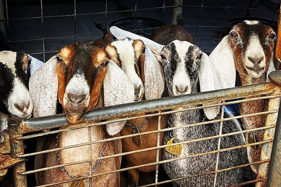 Five goats with long ears looking through a metal gate.