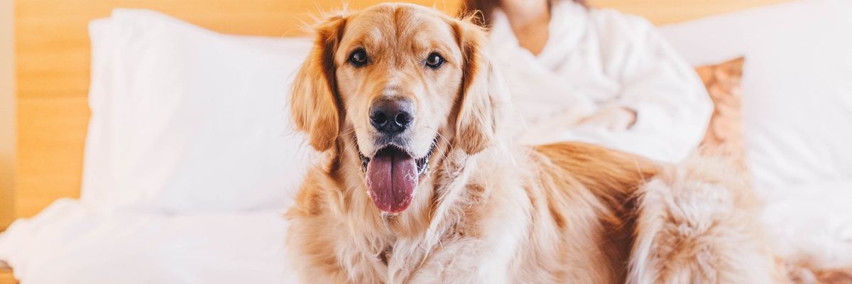Golden retriever lying on a bed with a person in a white robe smiling in the background.