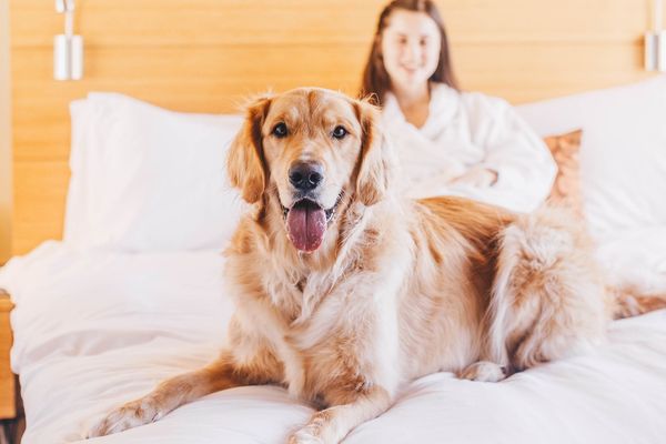 Golden retriever lying on a bed with a person in a white robe smiling in the background.