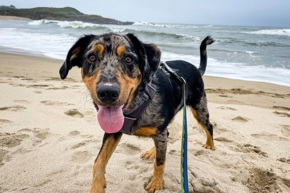 Happy dog on a sandy beach with waves in the background.