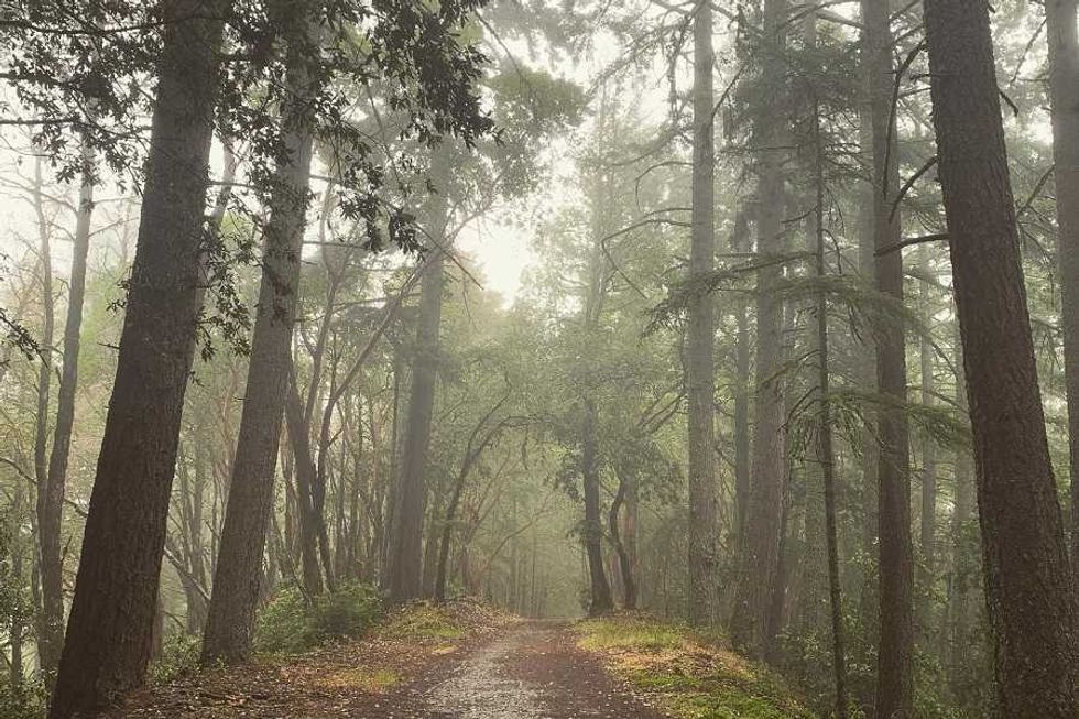 hiking trail through foggy woods