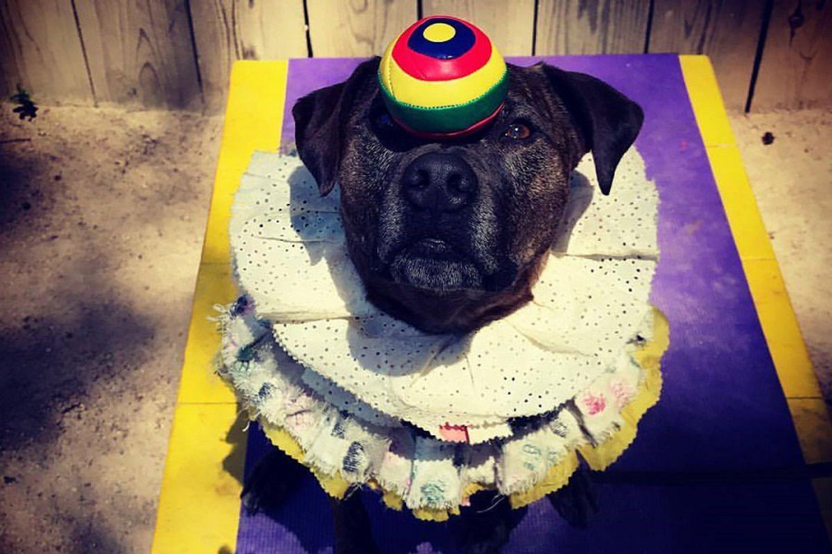 The Amazing Fido: Clown School, Freestyle Dance, Flyball Clubs + More Next-Level Classes for Dogs