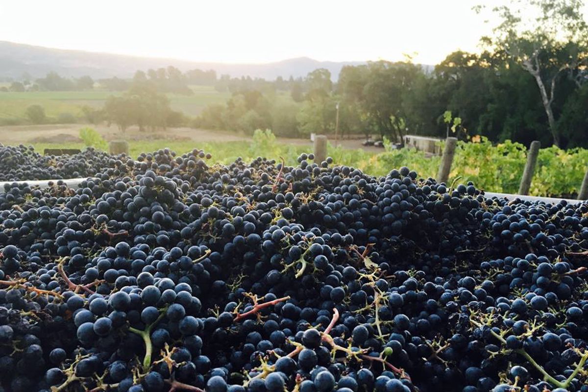 Where to Drink, Stomp Grapes & Work the Vineyards During Harvest Season in Wine Country