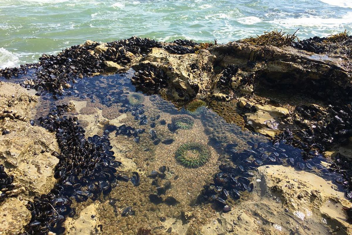 Don't Poke the Sea Life: 6 Bay Area Tide Pools to Explore