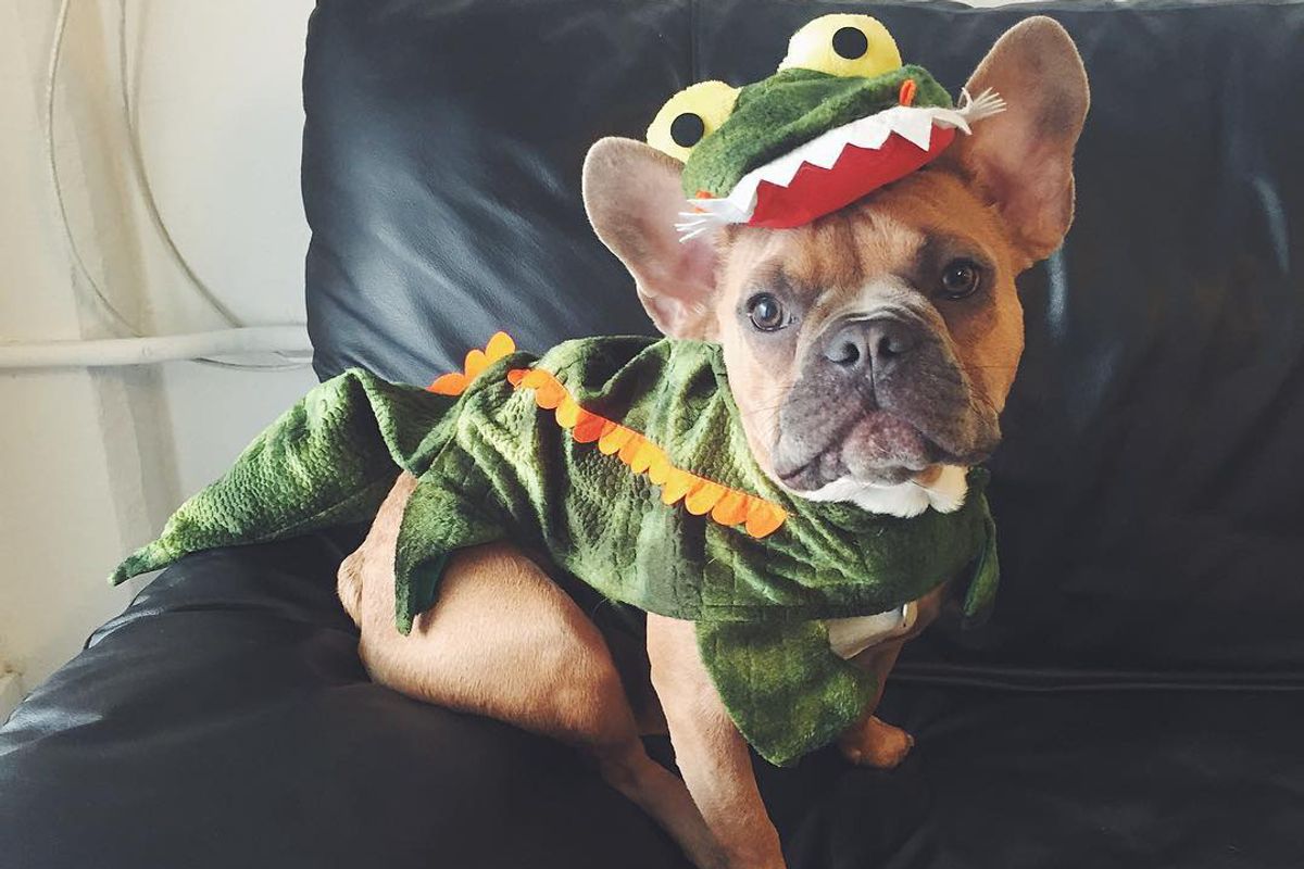 #DogsofSanFrancisco: 15 Gratuitously Cute Petfluencers