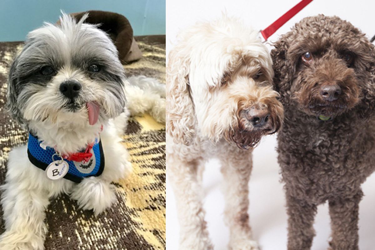 Celebrate National Adopt a Senior Pet Month with Muttville's Cutest Pups