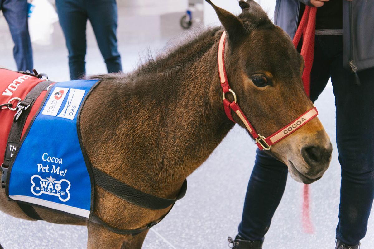 Cocoa the Therapy Pony, a Secret Movie Theater + More Hidden Gems at SFO