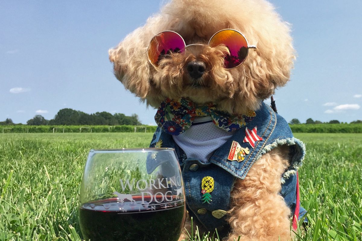 The fashion game is strong among these furry Bay Areans