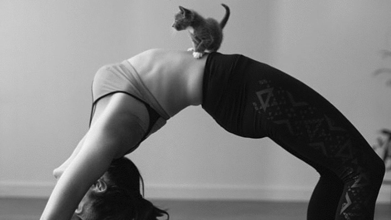 Cat yoga is the rage at SFSPCA + more topics to discuss over brunch