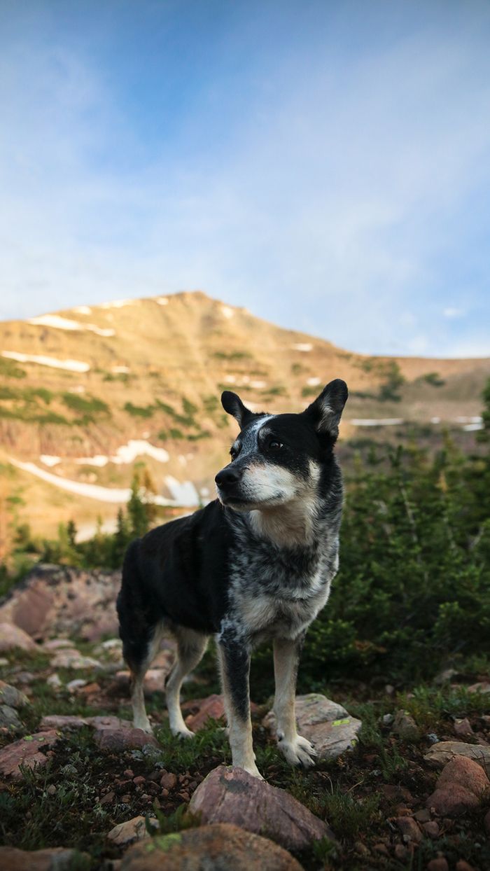 15 Dog-Friendly Hikes in California