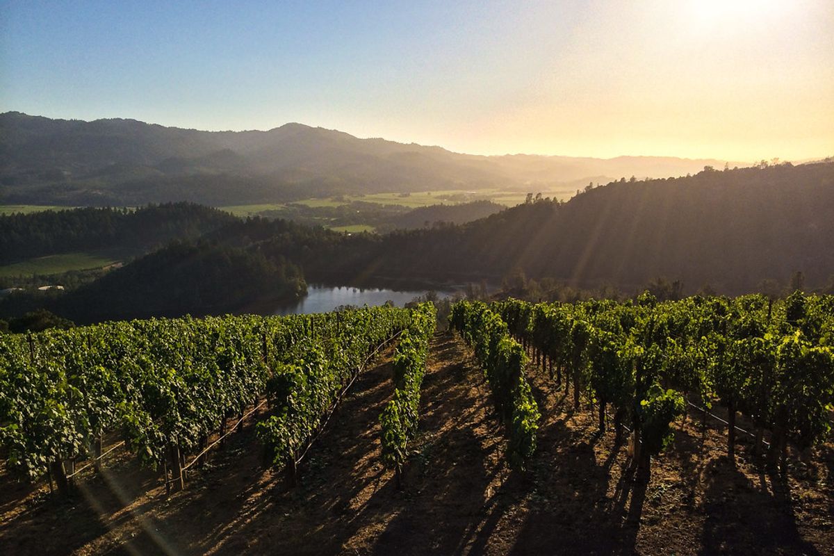 The Green Wine Trail: 10 of Napa's Most Sustainable Wineries