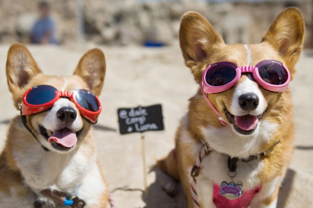 16 Fun Things: Stern Grove kicks off, Corgi Con stampedes Ocean Beach + more events this week