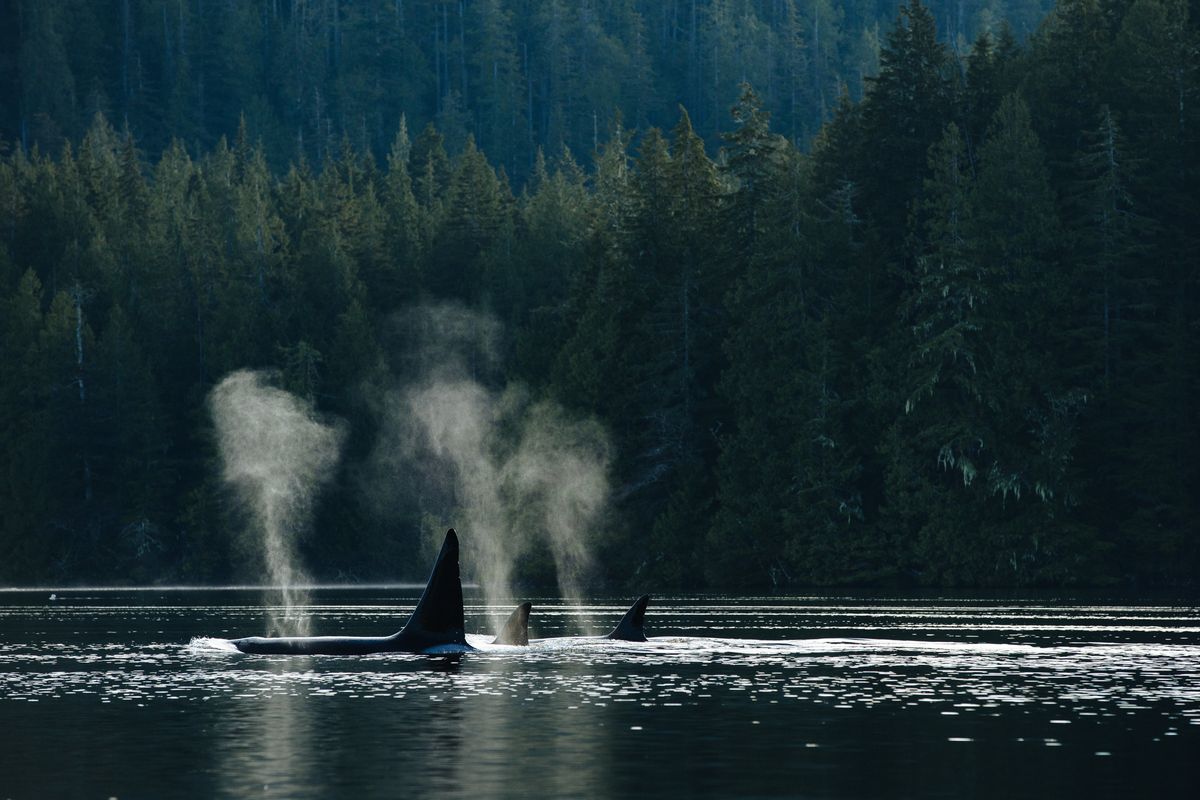 Mingle with the wildlife in the Canadian surf town of Tofino