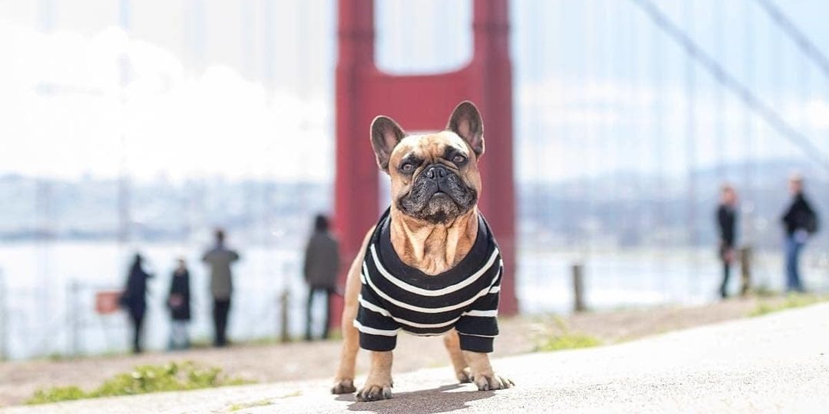Dog-Friendly San Francisco: The Best Beaches, Parks, Restaurants, Events + More