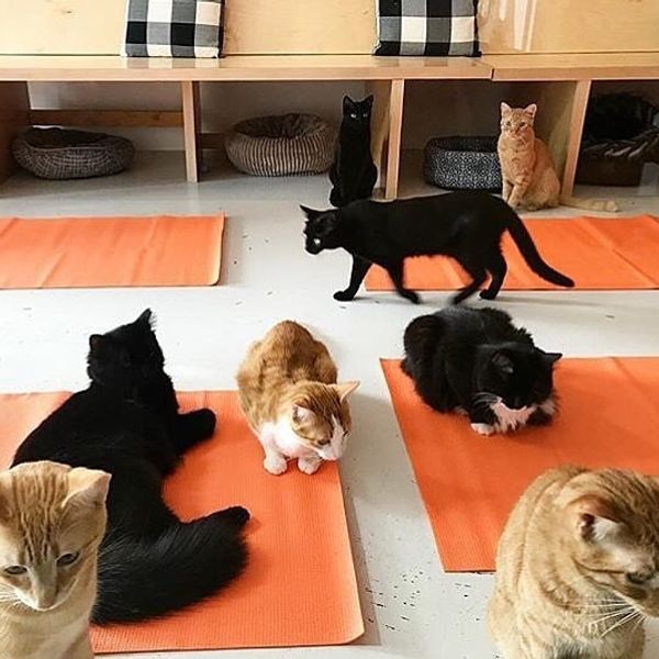 24 Fun Things: Spike Lee at the Castro, Cat Yoga, a Bloody Mary Fest + more Bay Area Events