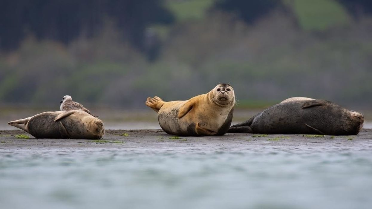 Secret Hike: 1,000 untouched acres await at West Marin's Martin Griffin Preserve