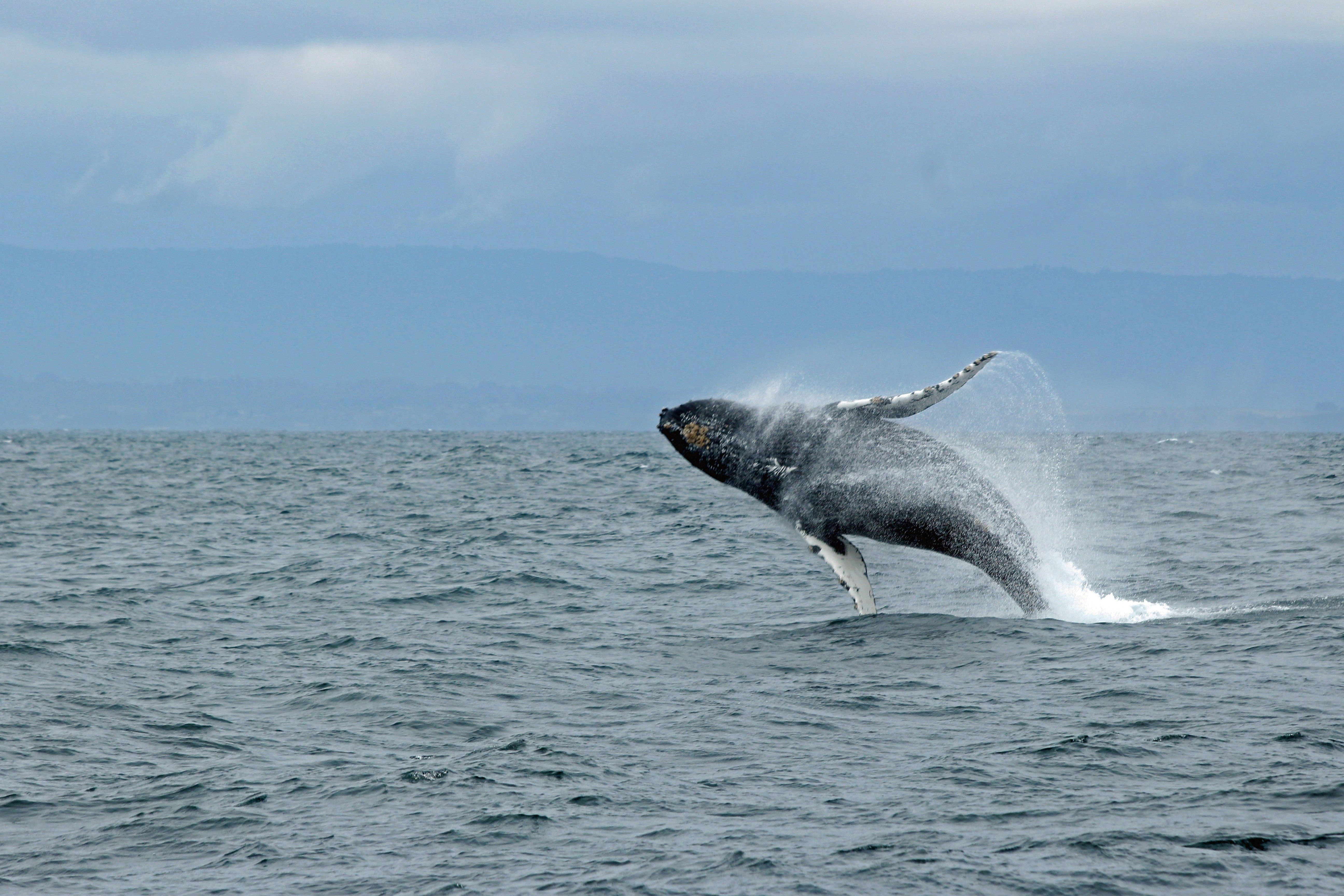 The Best Coastal Perches for Whale Watching in Northern California