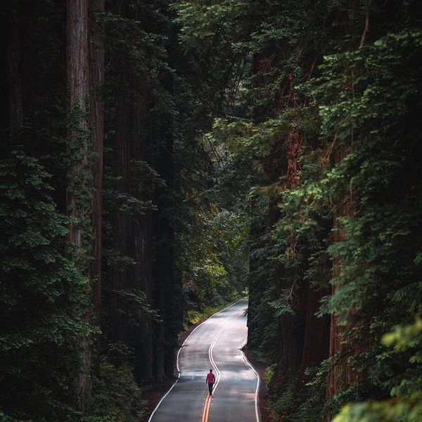Road Trip! Take a weeklong vacation through NorCal's mighty redwood forests