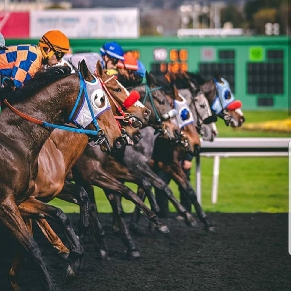 A Newbie S Guide To The Races At Golden Gate Fields 7x7 Bay Area