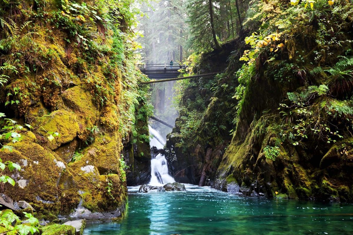 This Olympic National Park Rainforest is one of the quietest places on Earth