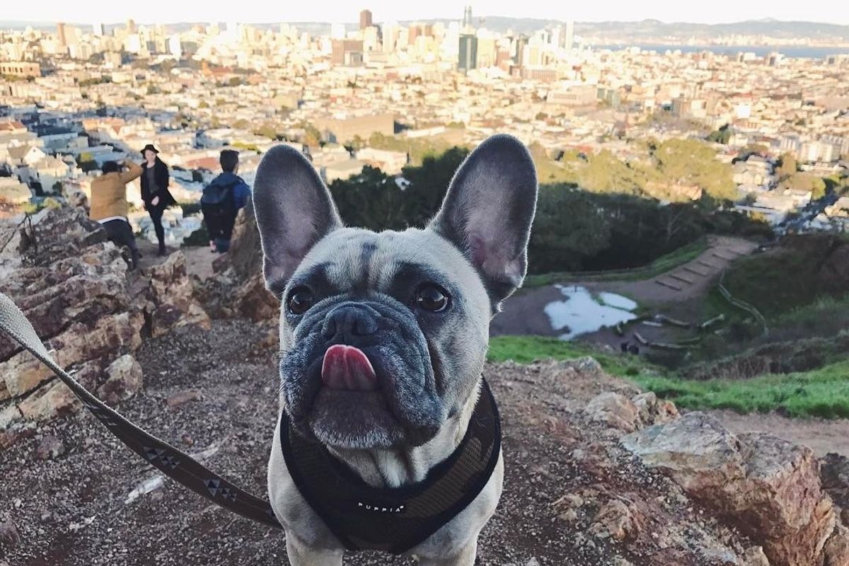 Dog-Friendly Trails in San Francisco + Beyond
