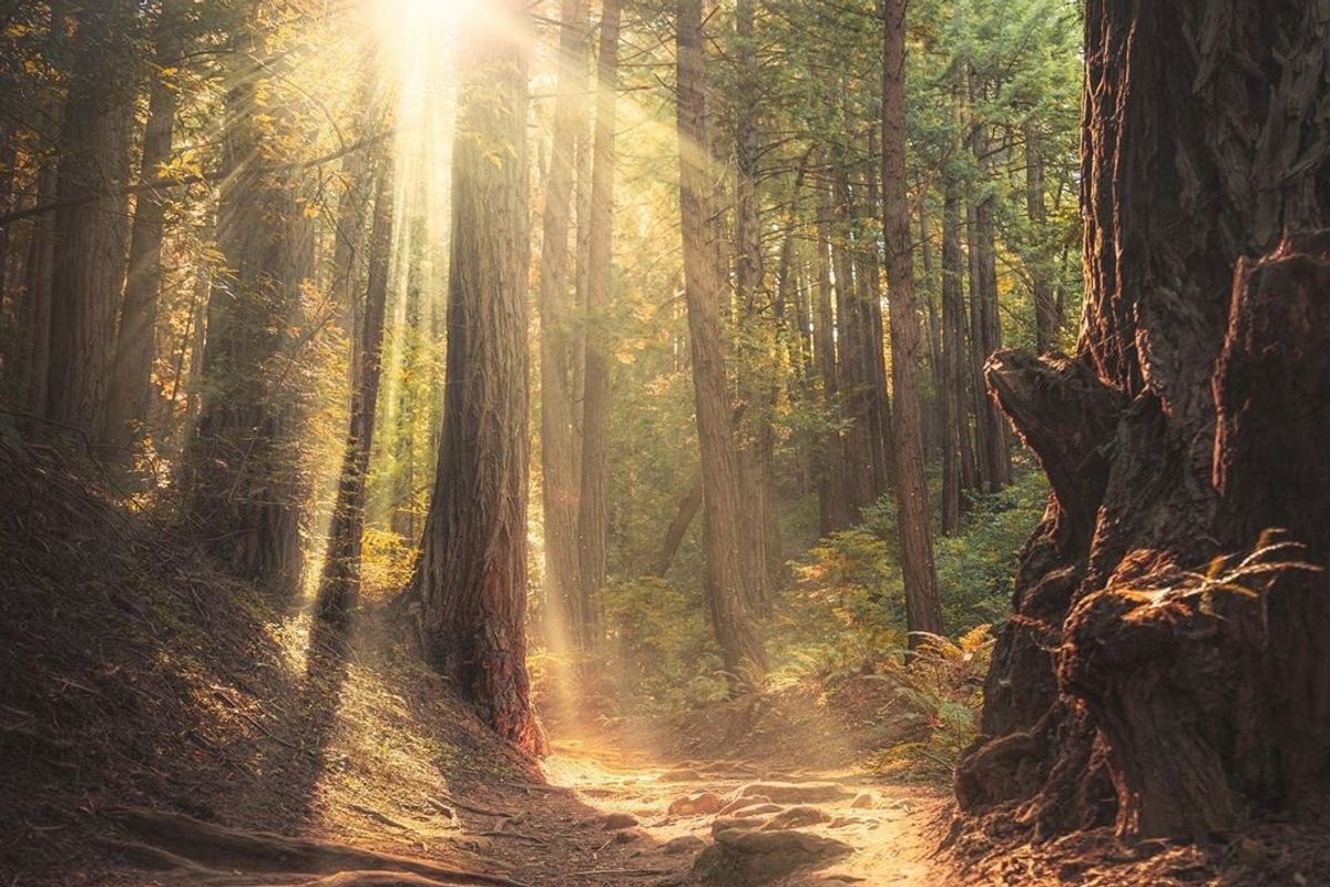 How to Spend the Perfect Day in Oakland’s Redwood Regional Forest