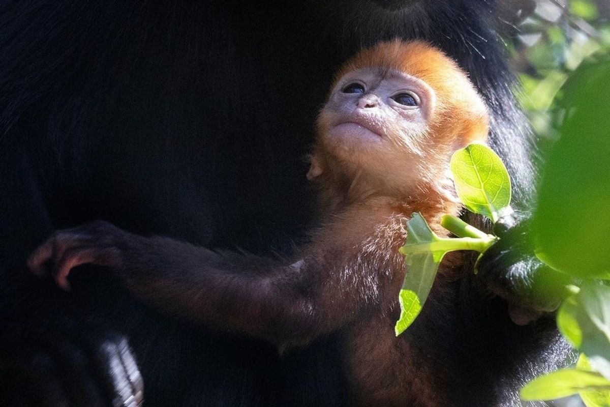 Cutest rare monkey ever is born at San Francisco Zoo + more topics to discuss over brunch