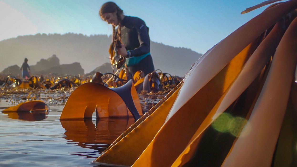 Northern California seaweed finds its way into healthy snacks, artisan gin + more