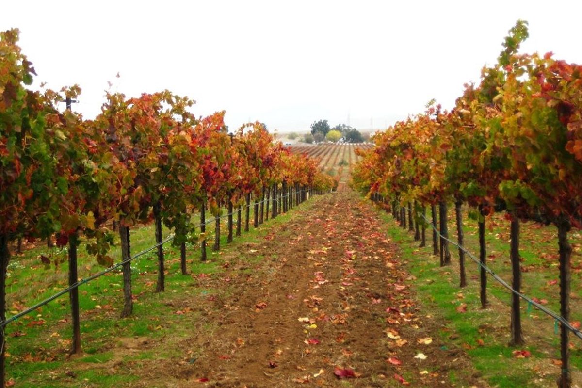 The Ultimate Guide to Livermore Valley Wineries