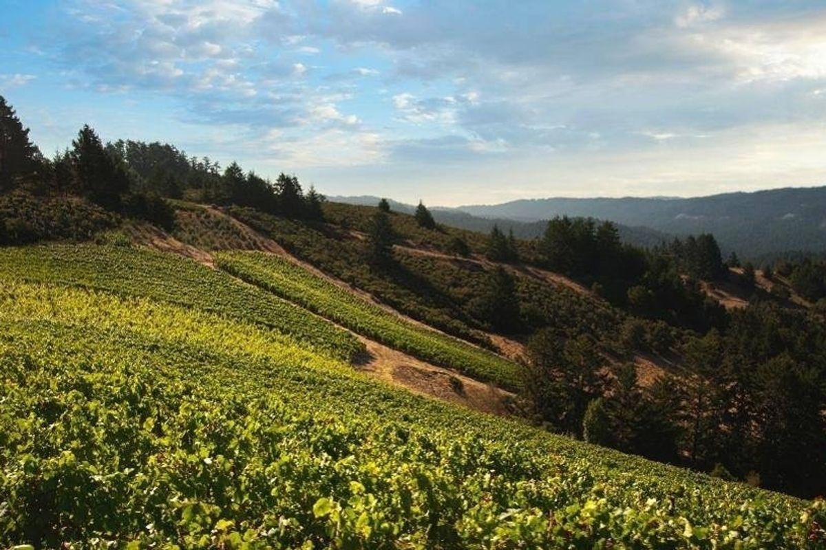 California’s most exclusive wine region opens for tastings mid-November