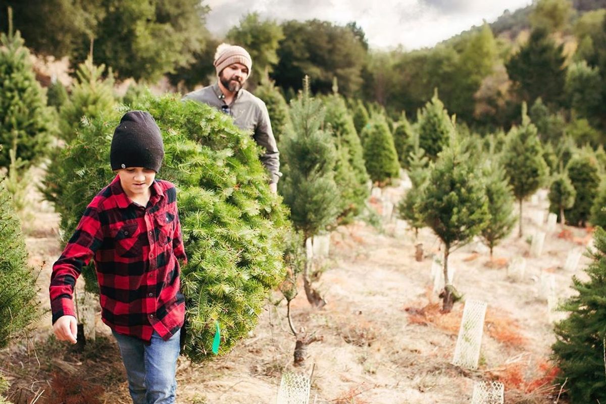Where to Cut Your Own Christmas Tree in the Bay Area