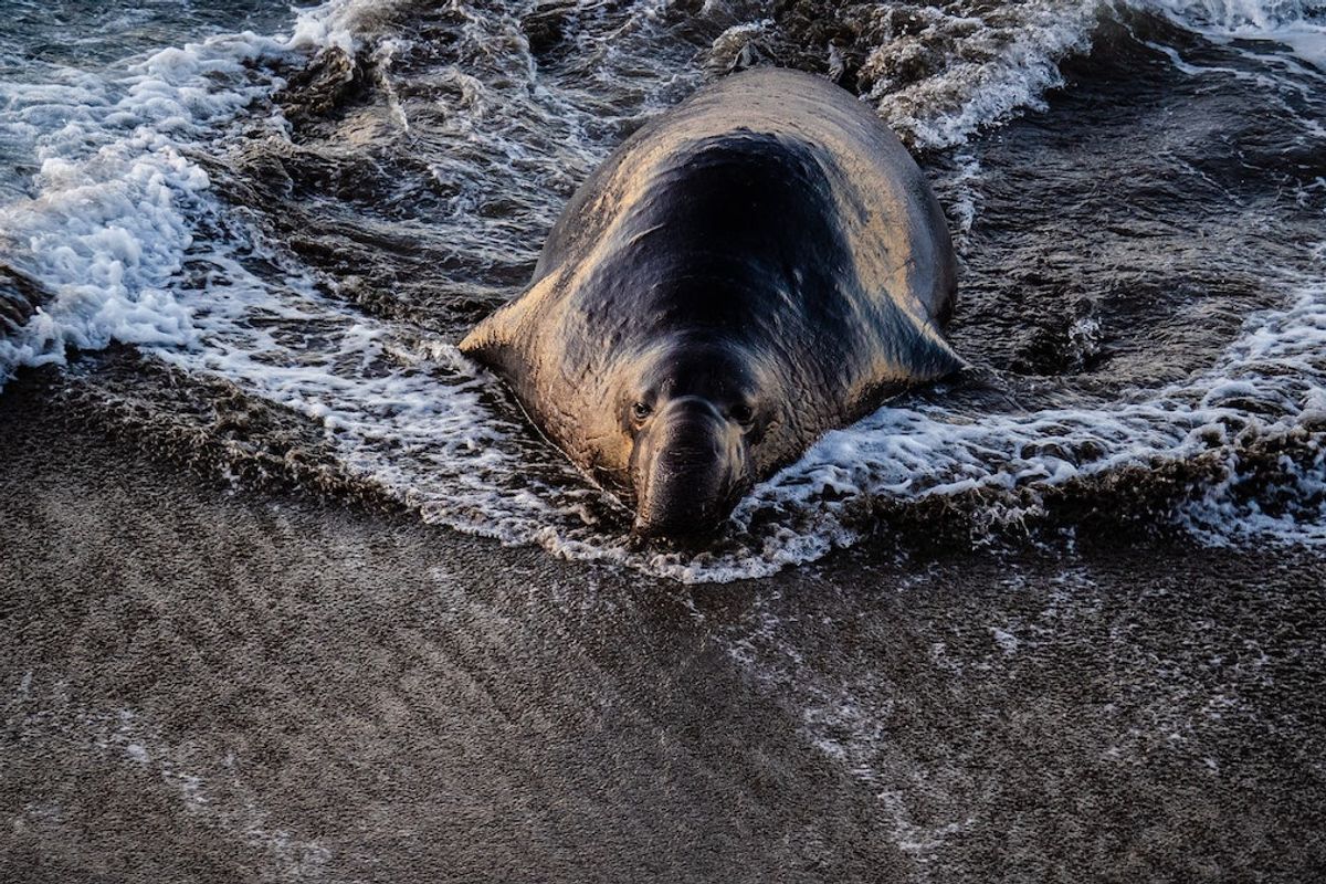 Where to See Winter Wildlife in Northern California