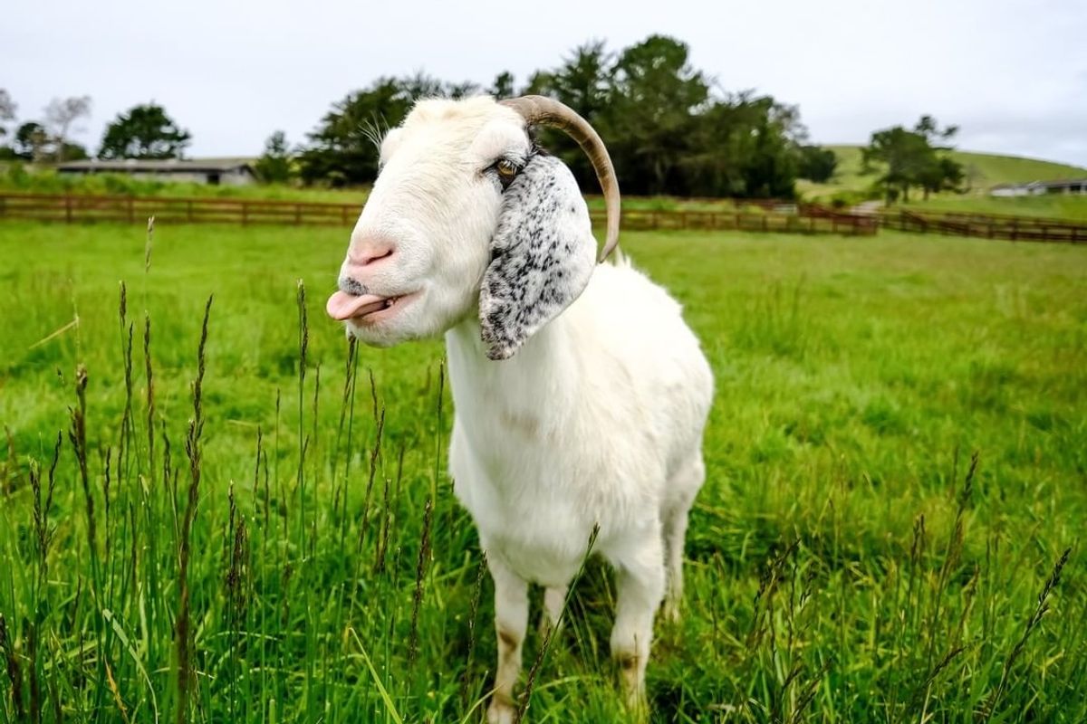 Only the Good News: Goat Zooms are the best thing ever + more nice local stories
