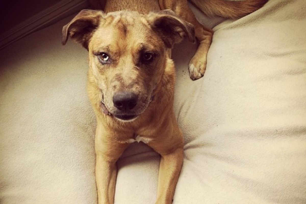 Videoconferencing goes to the dogs with virtual training classes and consults