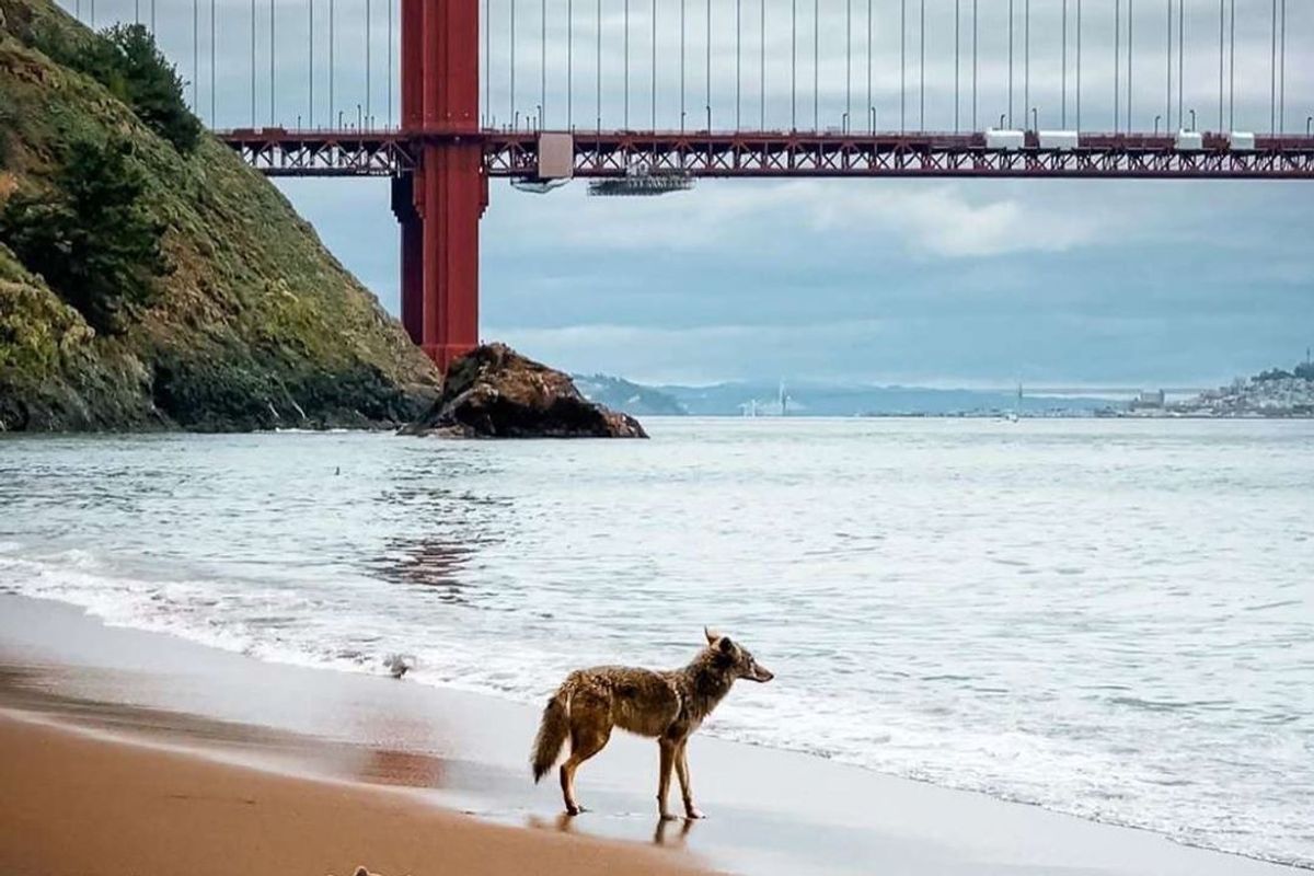 Only the Good News: Coyote enjoys a romp at deserted Kirby Cove + more local headlines to lighten the mood