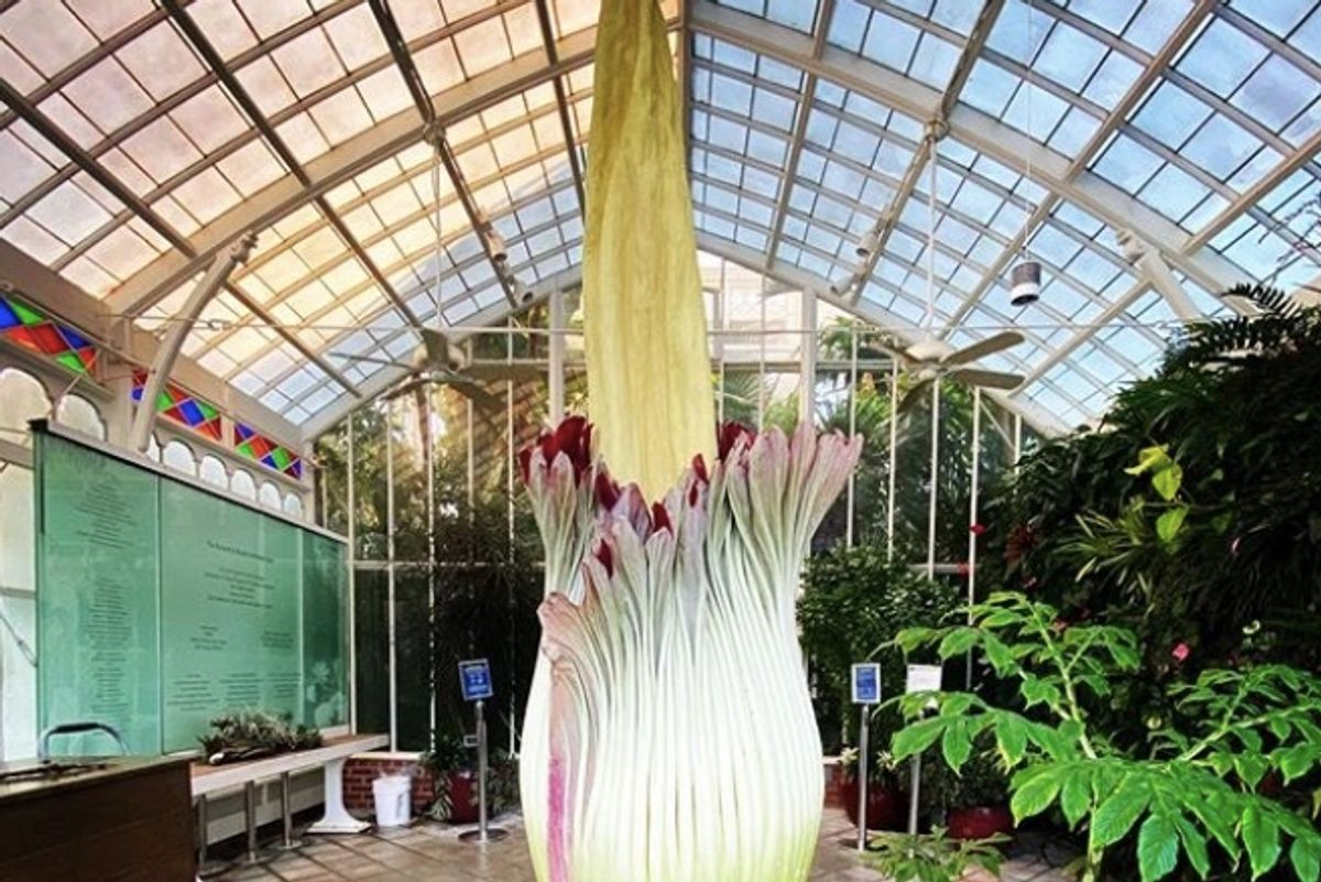 SF's iconic corpse flower is blooming + more good news from around the Bay Area