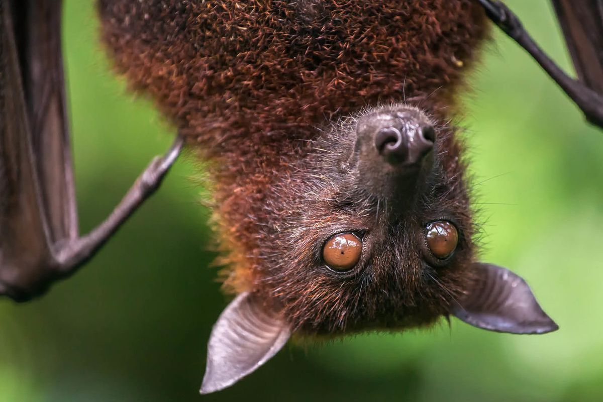 2020 is bats! Here's where to see some creepy nocturnal animals in the Bay Area this fall.