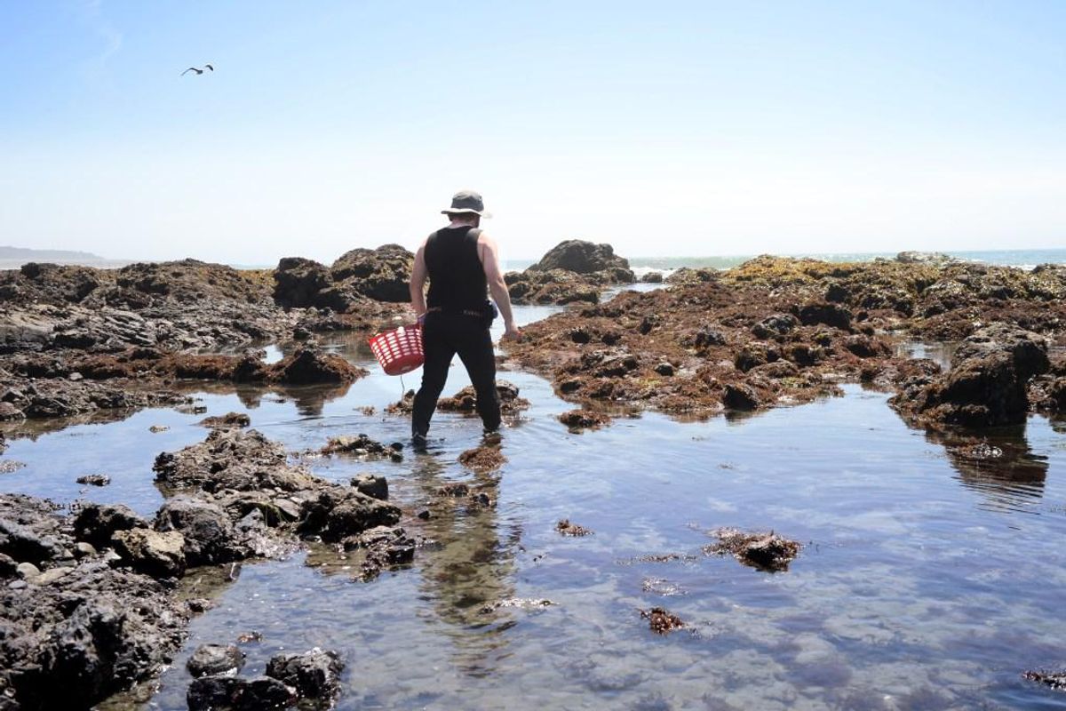Long Weekend on the Central Coast: Foraging, Wine Tasting, Wildlife + Small-Town Inns