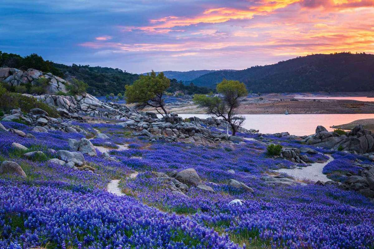 Wildflower Superbloom Explodes at Folsom Lake + More Good News Around the Bay Area