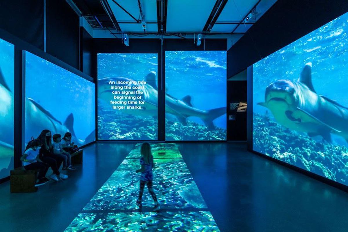 Sink your teeth into 'Sharks' at California Academy of Sciences