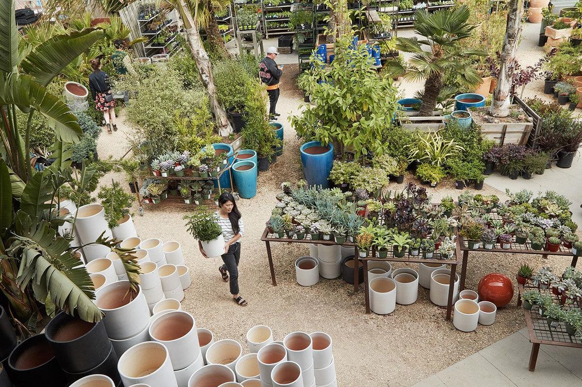 The Best Places to Buy Succulents, Cacti + Air Plants in the Bay Area