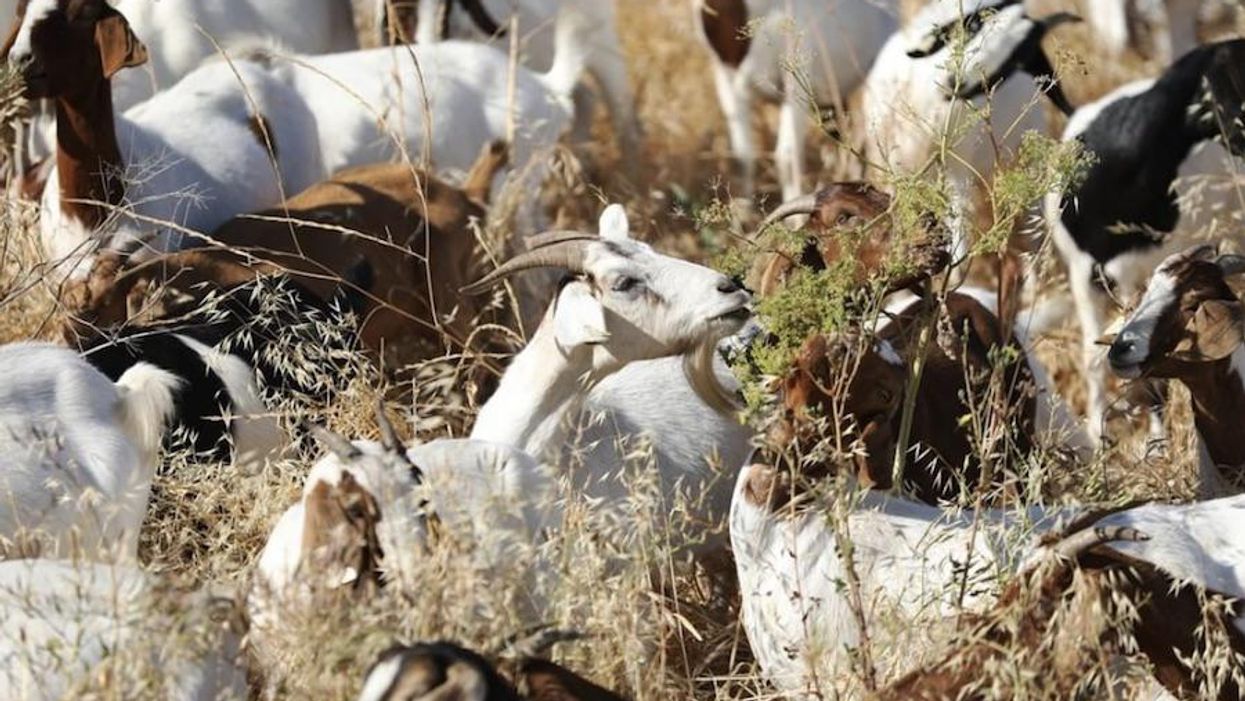 Adorable grazing goat herd helps prevent local wildfires + more good news from around the Bay Area